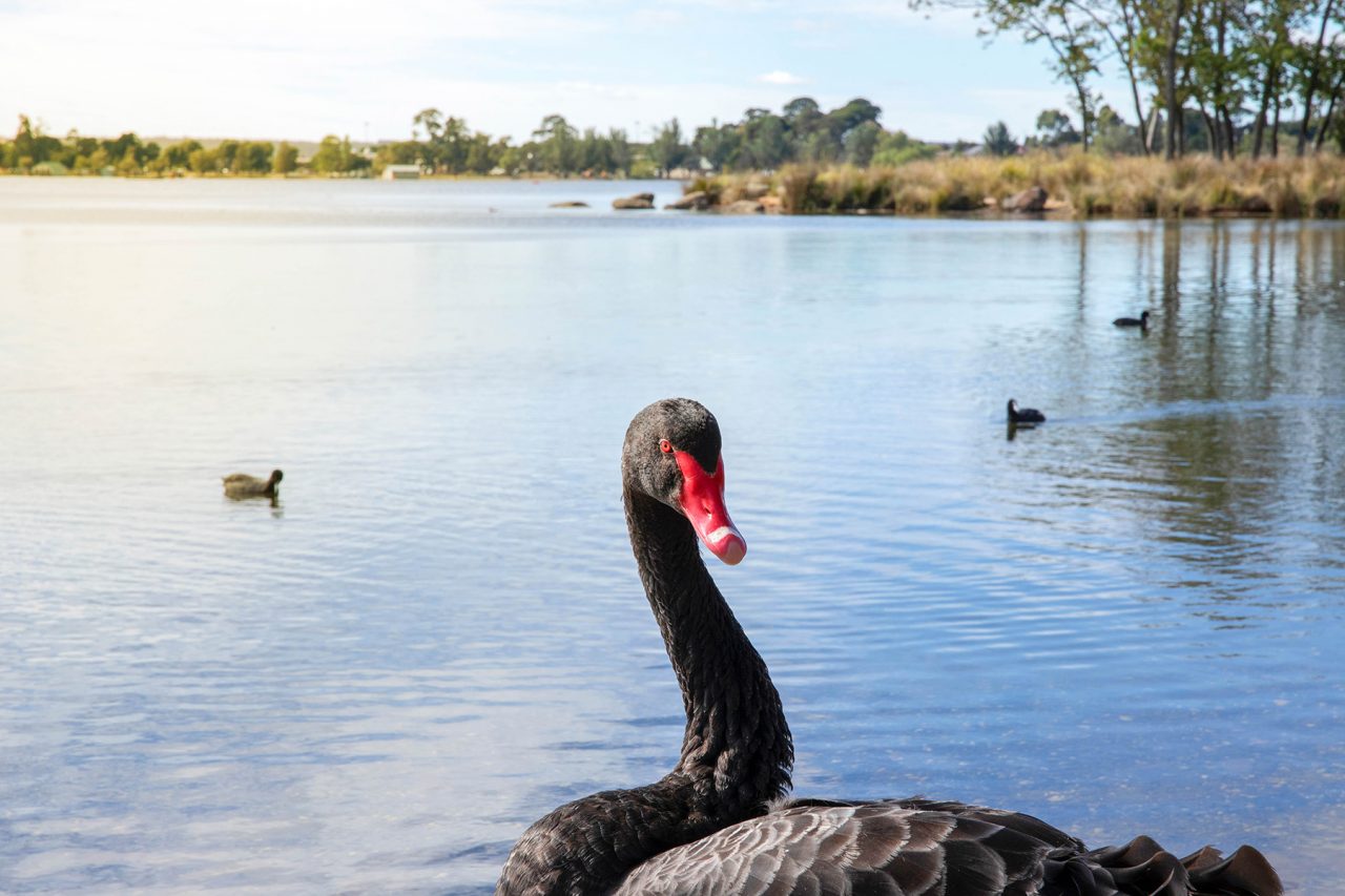 ALLUVIUM_BALLARAT_8_SHOT_BY_CASEY_RAFFERTY